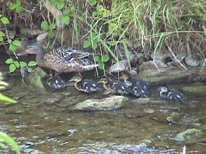 Erster Ausflug einer Entenfamilie