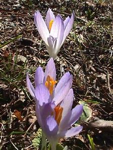 Krokusse Anfang Mrz
