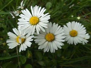 Gnseblmchen (ganzes Jahr)