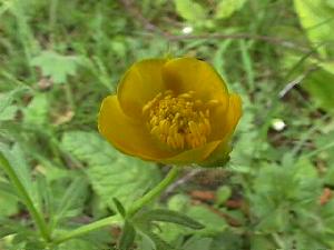 Butterblume
