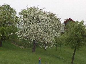 Apfelbaum April
