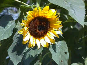 Gartenblume: Sonnenblume, manchmal auch Sonnenblumenfelder
