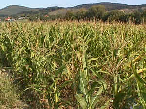 Maisfeld bei Sittendorf