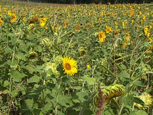 Sonnenblumenfeld Ende August