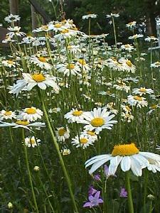 Margeriten im Mai