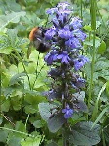 Hummel im Mai
