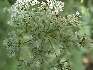 Wiesenblume im Mai