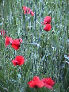 Mohn in den sprlichen Getreidefeldern