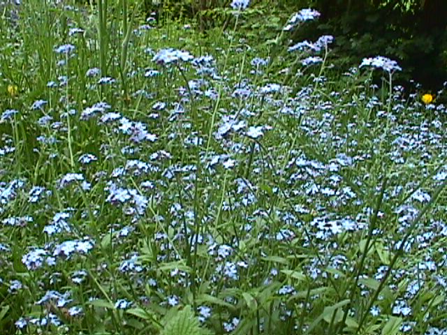 Blumenwiese