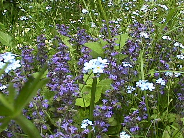 Blumenwiese