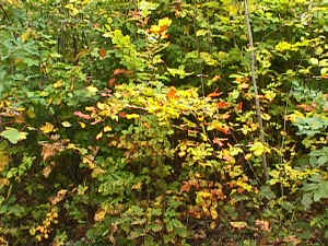 Herbstlaub bei Dornbach