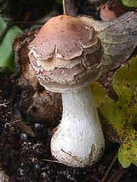 Pilz