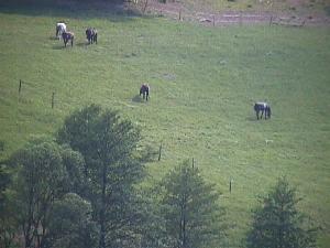 Gutes Gras f�r alle Pferde, Weidegang