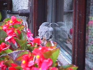 Rotschwanz-Baby auf Besuch ...