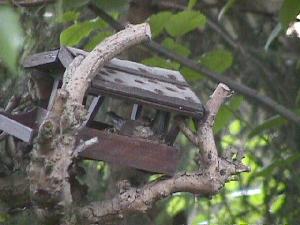 Vogelnest im Vogelhaus